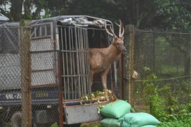 Un cerf sambar parmi les 12 individus qui ont été transportés au parc national de Cuc Phuong, dans le Nord, pour y être soignés et réhabilités. Photo: VNA
