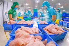 Traitement de filets de poisson tra pour l'exportation. Photo : VNA