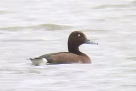 Le Fuligule nyroca (Aythya nyroca), un petit canard plongeur, dans l'écosystème de zones humides intérieures de la lagune de Hac Hai. Photo : Parc national de Phong Nha - Ke Bang 