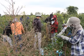 Les ouvriers saisonniers enlèvent les feuilles des abricotiers à Binh Loi. Photo: CVN