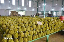 Le Vietnam a exporté pour 3,4 milliards de dollars de durians vers des pays étrangers en 2024. Photo : VNA