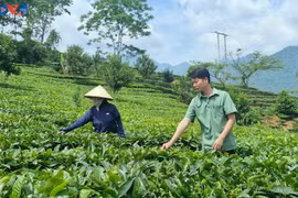 Nguyên Thi Ngân, exploitante à Nâm Bung depuis deux décennies. Photo: VOV