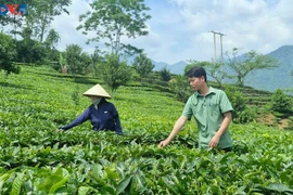 Nguyên Thi Ngân, exploitante à Nâm Bung depuis deux décennies. Photo: VOV