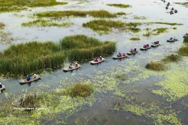 La Réserve naturelle submergée de Vân Long, à Ninh Binh, est non seulement un site touristique attractif, mais aussi une destination prisée des biologistes en raison de sa riche biodiversité. Photo: VNA