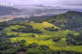 Dans le district de Miên Dôi, les collines sont parsemées de champs en terrasses et d'arbres forestiers. Photo : baotintuc.vn