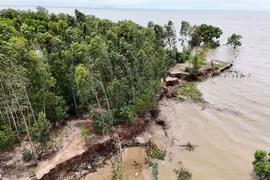 Le delta du Mékong renforce les moyens contre l’érosion riveraine et côtière