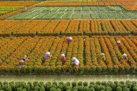 Le Sud du Vietnam abrite de nombreux villages horticoles et jardins spécialisés dans les plantes ornementales, dont l’histoire remonte à plusieurs décennies. Parmi eux, le village de Sa Dec, dans la province de Dông Thap, qui est considéré comme la plus vaste région de culture florale dédiée au Têt dans le delta du Mékong. Fort d’un passé centenaire, Sa Dec voit, en fin d’année, ses jardins s’animer afin d’ajuster les cycles de floraison et d’assurer un approvisionnement conforme aux besoins du marché du Têt. Photos: VNP