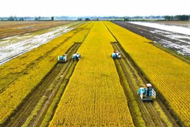 Récolte de riz de haute qualité à faibles émissions. Photo : Ta Quang/Laodong