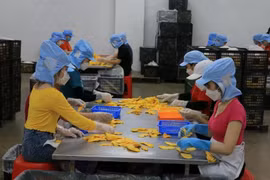 Des ouvriers travaillent dans une entreprise privée dans le district de Lâp Vo, province de Dông Thap (Sud). Photo: VNA