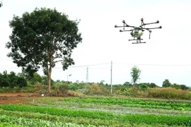 Des drones sont utilisés pour pulvériser des biopesticides sur les potagers. Photo: VTCNews