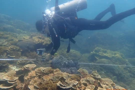 Un plongeur inspecte un récif corallien à l’aide de ReefCloud au large des îles Chàm dans le cadre d'un programme de surveillance des récifs. Photo : Réserve naturelle de Cù Lao Chàm