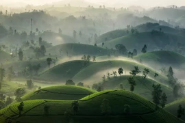 À la fin de l'automne-début de l'hiver, les collines de thé de Long Côc sont souvent cachées dans un épais brouillard. Au petit matin, le paysage devient plus attrayant. Photo: VnExpress