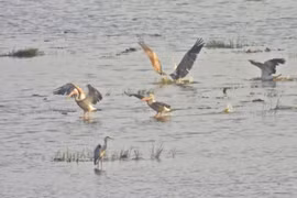 Un groupe de pélicans à bec tacheté fait son retour au parc national de Tràm Chim Photo : Ho Phu Quy/tienphong.vn