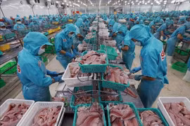 Les exportations de produits aquatiques ont atteint 5,16 milliards de dollars au premier semestre 2025, soit une hausse de 16,9% par rapport à la même période l’an dernier. Photo : VNA