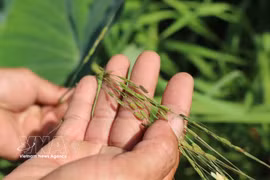Contrairement aux variétés cultivées, le riz sauvage possède un génome plus stable car il n'a pas été affecté par le processus de domestication. Photo: VNA