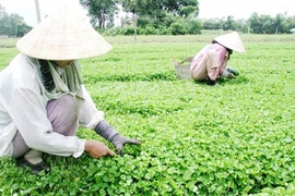 La commune de Quang Tho, dans le district de Quang Diên, cultive environ 70 hectares de pennywort, dont 50 hectares sont certifiés VietGAP et 1,5 hectare en agriculture biologique. Photo: Vneconomy