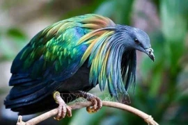 Un pigeon de Nicobar à Côn Dao. Photo: VNA