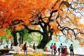 Lac Hoàn Kiêm, à Hanoi. À chaque retour de l’automne, Hanoi semble revêtir une parure nouvelle, douce et romantique — une beauté unique qui laisse dans le cœur de tout visiteur une empreinte inoubliable. Photo: vietnamtourism.gov.vn
