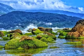 Les algues sur les rochers de la plage Nam Ô de Dà Nang. Photo : Bui Thanh Lang