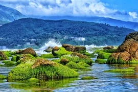 Les algues sur les rochers de la plage Nam Ô de Dà Nang. Photo : Bui Thanh Lang