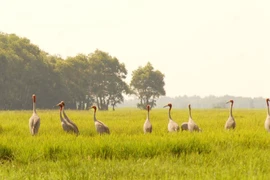 Des grues à tête rouge rares font leur retour à sous-zone A5 du parc national de Tràm Chim après de nombreuses années d'absence. Photo : nongnghiepmoitruong.vn