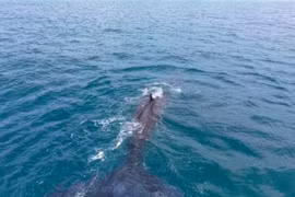 Des baleines géantes ont été aperçues près des côtes de Mui Ne et Liên Huong, dans la province de Lâm Dông. Photo : Nguyen Minh