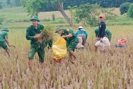 Le poste de garde-frontière de Thanh apporte son aide aux populations pour la récolte du riz pendant les inondations. Photo: VNA