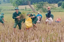 Le poste de garde-frontière de Thanh apporte son aide aux populations pour la récolte du riz pendant les inondations. Photo: VNA