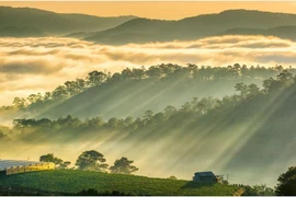 Les voyageurs ne devraient pas manquer le spectacle de la brume matinale qui emplit la vallée et crée un manteau recouvrant le village montagneux de Da Lat, au Vietnam. Photo: luhanhtour.com