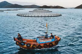 La zone d'élevage des produits aquatiques de la Sarl Australis Vietnam, située dans la baie de Vân Phong, province de Khanh Hoa. Photo : nhandan.vn