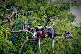 L'alignement des objectifs relatifs à la biodiversité et au climat favorise un développement durable. Photo d'illustration: tainguyenmoitruong.gov.vn
