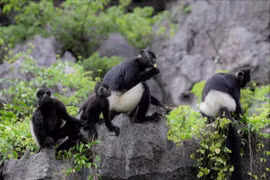 Une famille de langurs de Delacour dans le complexe paysager de Tràng An, dans la province de Ninh Binh. Photo : Comité de gestion du complexe paysager de Tràng An