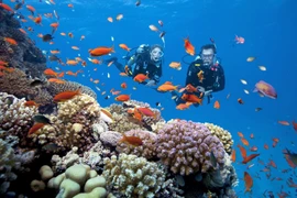 Récifs coralliens riches et diversifiés dans le Parc national de Côn Dao, province de Bà Ria-Vung Tàu (Sud). 