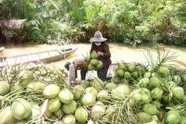 Récolte de la noix de coco à Bên Tre. Photo: VNA