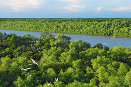 Forêt de mangrove de Cân Gio, à Hô Chi Minh-Ville. Le Vietnam a achevé les préparatifs pour le lancement de sa première bourse nationale de carbone le 29 juin. Photo : TICO