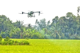 Un drone est utilisé pour pulvériser des pesticides afin de protéger la rizière d'hiver-printemps dans la ville de Cân Tho, dans le delta du Mékong. Photo: VNA