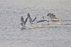 Un groupe de pélicans à bec tacheté fait son retour au parc national de Tràm Chim Photo diffusée par la VNA
