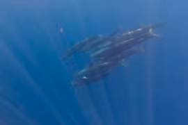 Un banc de baleines a été aperçu près de l'île de Phu Quy. Image extraite d'un clip vidéo