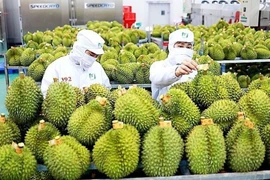 En 2024, le Vietnam a exporté environ 1,5 million de tonnes de durians, avec près de 180.000 hectares cultivés, soit six fois plus qu'en 2015. Photo: kinhtedothi.vn