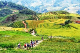 Des touristes étrangers font une randonnée à Sa Pa, au cœur de la zone touristique nationale. Photo : toptentravel.com.vn