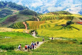 Des touristes étrangers font une randonnée à Sa Pa, au cœur de la zone touristique nationale. Photo : toptentravel.com.vn