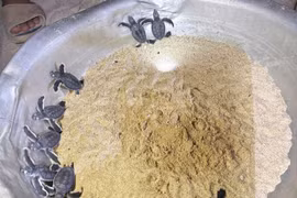 Les bébés tortues fraîchement écloses. Photo : commune de Nhon Châu