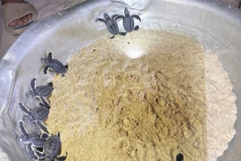 Les bébés tortues fraîchement écloses. Photo : commune de Nhon Châu