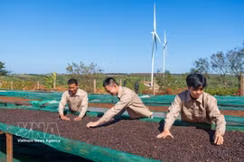 Le processus de production de café chez l’EURL de café Ngon Avatar Gia Lai répond aux exigences pour l'exportation officielle vers le marché néo-zélandais et plusieurs pays européens. – VNA