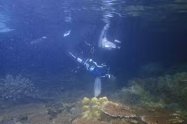 Un membre de l'équipe capture le moment où un corail libère ses œufs. Photo baokhanhhoa.vn
