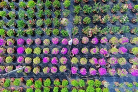 Les fleurs de toute sorte de couleurs. Photo: plo.vn