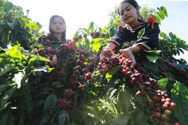 Dans une plantation de caféiers à Dak Lak (Hauts Plateaux du Centre). Photo: VNA