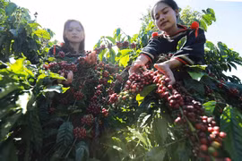 Dans une plantation de caféiers à Dak Lak (Hauts Plateaux du Centre). Photo: VNA
