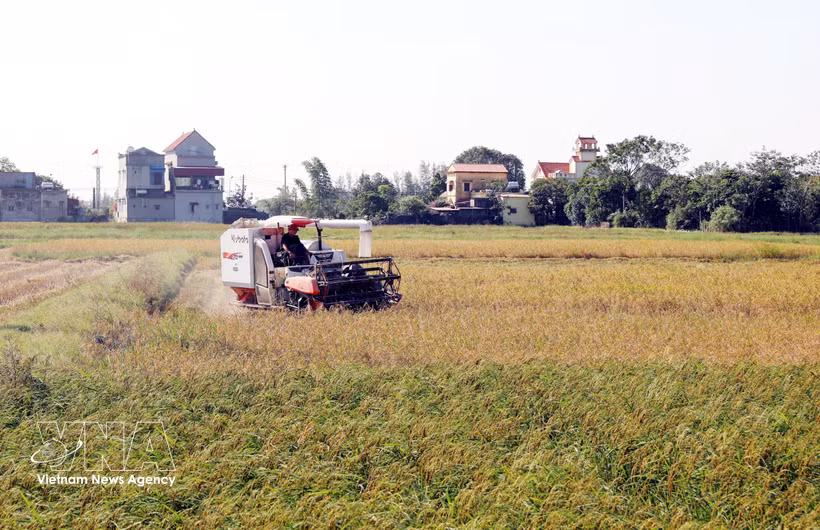 Récolte du riz dans la commune de Xuan Giang, province de Ninh Binh. Photo : VNA