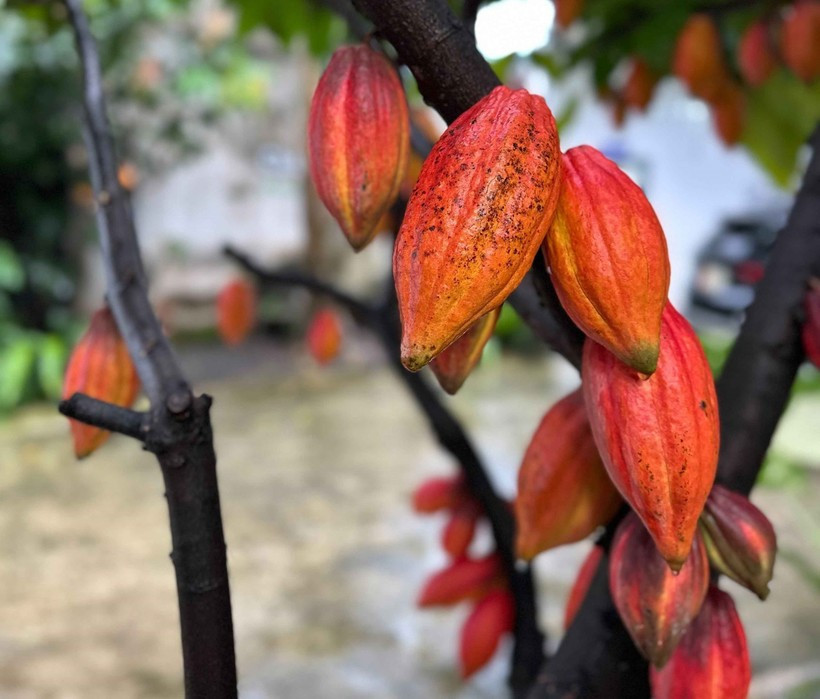 Une des précieuses variétés de cacao, conservée à la société par actions de cacao et de chocolat Azzan dans le quartier de Buon Ma Thuot, province de Dak Lak. Photo : VNA